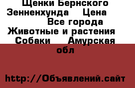 Щенки Бернского Зенненхунда  › Цена ­ 40 000 - Все города Животные и растения » Собаки   . Амурская обл.